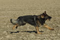 Deutscher Schäferhund / Bild 5 von 41 / 24.03.2019 15:53 / DSC_5654.JPG