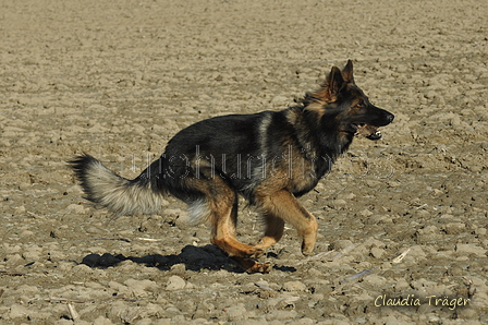 Deutscher Schäferhund / Bild 4 von 41 / 24.03.2019 15:53 / DSC_5655.JPG