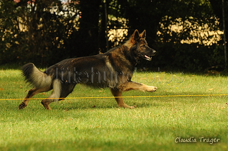 Deutscher Schäferhund / Bild 1 von 41 / 22.08.2020 12:07 / DSC_3615.JPG