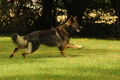 Deutscher Schäferhund / Bild 1 von 41 / 22.08.2020 12:07 / DSC_3615.JPG