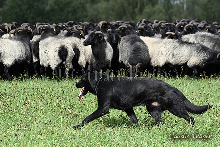 Deutscher Sch&auml;ferhund / Bild 12 von 55 / 06.09.2026 12:47 / DSC_4479.JPG