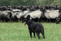 Deutscher Sch&auml;ferhund / Bild 11 von 55 / 06.09.2026 12:49 / DSC_4512.JPG