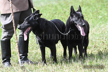 Deutscher Sch&auml;ferhund / Bild 1 von 55 / 06.09.2026 13:31 / DSC_5093.JPG