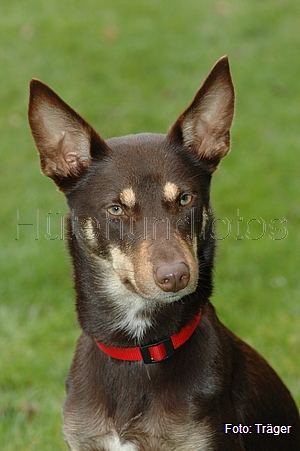 Kelpie / Bild 46 von 46 / 04.11.2007 13:44 / DSC_6672.JPG