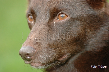 Kelpie / Bild 43 von 46 / 04.11.2007 13:56 / DSC_6711.JPG