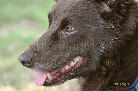 Kelpie / Bild 29 von 46 / 02.07.2010 16:32 / DSC_0458.JPG