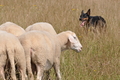 Kelpie / Bild 26 von 46 / 27.07.2014 14:48 / DSC_9079.JPG