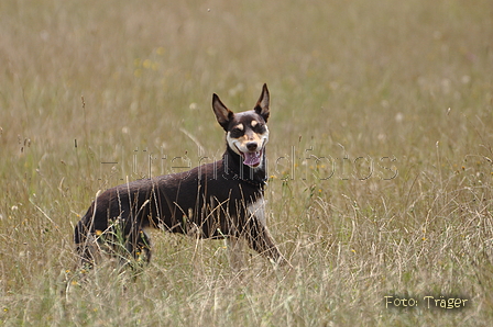 Kelpie / Bild 24 von 46 / 27.07.2014 14:53 / DSC_9216.JPG