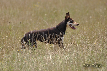 Kelpie / Bild 23 von 46 / 27.07.2014 14:53 / DSC_9218.JPG