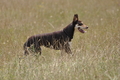 Kelpie / Bild 23 von 46 / 27.07.2014 14:53 / DSC_9218.JPG