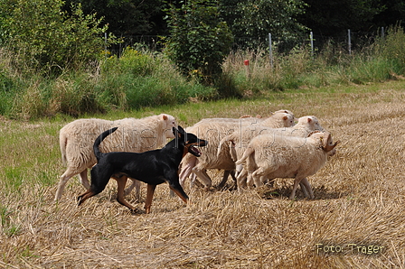 Kelpie / Bild 22 von 46 / 17.08.2014 11:49 / DSC_3196.JPG