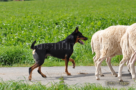 Kelpie / Bild 20 von 46 / 17.08.2014 11:53 / DSC_3375.JPG