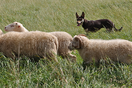 Kelpie / Bild 18 von 46 / 17.08.2014 12:35 / DSC_3731.JPG