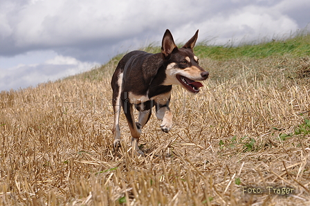 Kelpie / Bild 16 von 46 / 17.08.2014 12:37 / DSC_3754.JPG