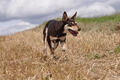 Kelpie / Bild 16 von 46 / 17.08.2014 12:37 / DSC_3754.JPG