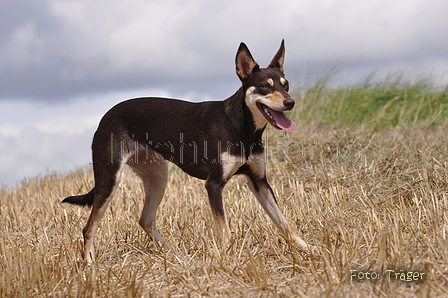 Kelpie / Bild 15 von 46 / 17.08.2014 12:38 / DSC_3760.JPG