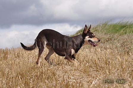 Kelpie / Bild 14 von 46 / 17.08.2014 12:38 / DSC_3779.JPG