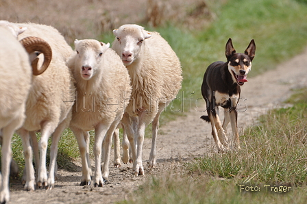 Kelpie / Bild 13 von 46 / 17.08.2014 12:42 / DSC_3912.JPG