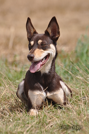 Kelpie / Bild 12 von 46 / 17.08.2014 12:46 / DSC_3963.JPG