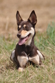 Kelpie / Bild 12 von 46 / 17.08.2014 12:46 / DSC_3963.JPG