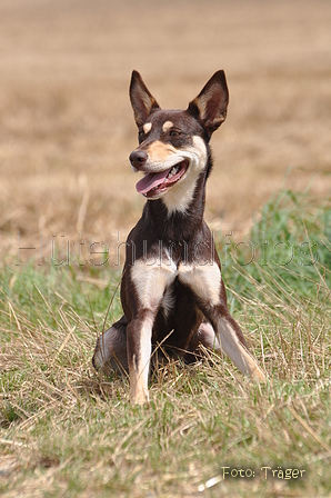 Kelpie / Bild 11 von 46 / 17.08.2014 12:46 / DSC_3979.JPG