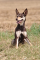 Kelpie / Bild 11 von 46 / 17.08.2014 12:46 / DSC_3979.JPG