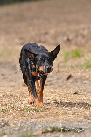 Kelpie / Bild 10 von 46 / 17.08.2014 12:47 / DSC_3988.JPG