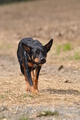 Kelpie / Bild 10 von 46 / 17.08.2014 12:47 / DSC_3988.JPG