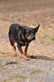 Kelpie / Bild 9 von 46 / 17.08.2014 12:47 / DSC_3992.JPG