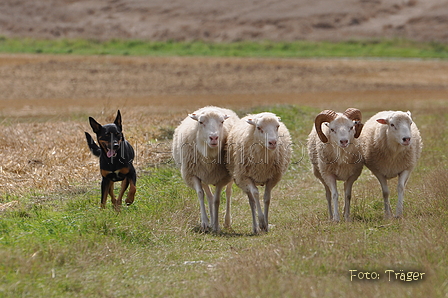 Kelpie / Bild 8 von 46 / 17.08.2014 12:52 / DSC_4096.JPG