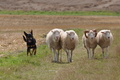 Kelpie / Bild 8 von 46 / 17.08.2014 12:52 / DSC_4096.JPG