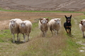 Kelpie / Bild 7 von 46 / 17.08.2014 12:52 / DSC_4128.JPG