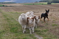 Kelpie / Bild 5 von 46 / 17.08.2014 12:59 / DSC_4210.JPG