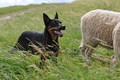 Kelpie / Bild 4 von 46 / 17.08.2014 13:02 / DSC_4270.JPG