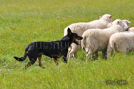 Kelpie / Bild 3 von 46 / 17.08.2014 13:03 / DSC_4307.JPG