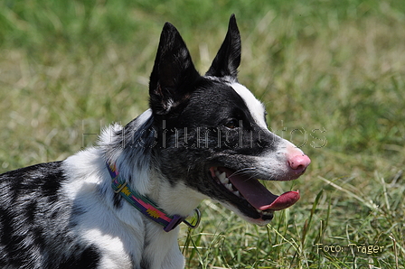 Koolie / Bild 8 von 10 / 19.07.2014 14:53 / DSC_4370.JPG