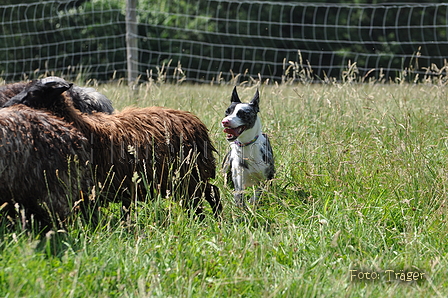 Koolie / Bild 7 von 10 / 19.07.2014 15:01 / DSC_4593.JPG