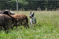 Koolie / Bild 7 von 10 / 19.07.2014 15:01 / DSC_4593.JPG