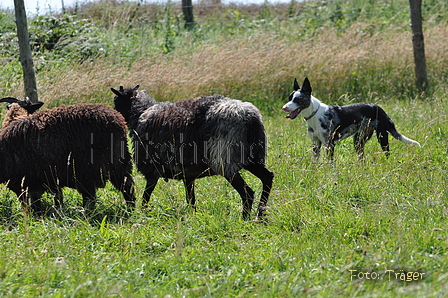 Koolie / Bild 6 von 10 / 19.07.2014 15:02 / DSC_4619.JPG