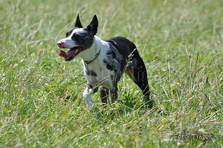 Koolie / Bild 5 von 10 / 19.07.2014 15:03 / DSC_4632.JPG