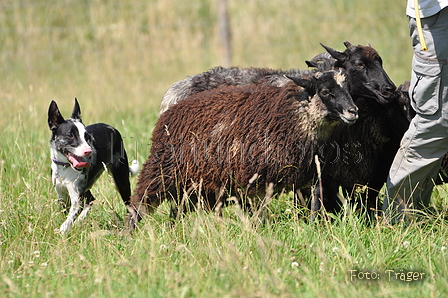 Koolie / Bild 2 von 10 / 19.07.2014 15:08 / DSC_4830.JPG