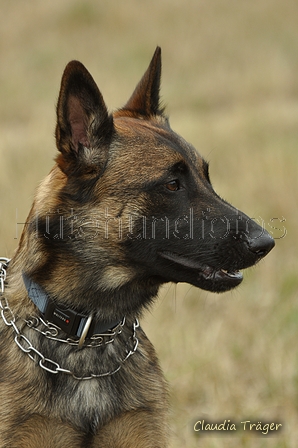 Malinois / Bild 4 von 4 / 29.07.2018 11:38 / DSC_8130.JPG