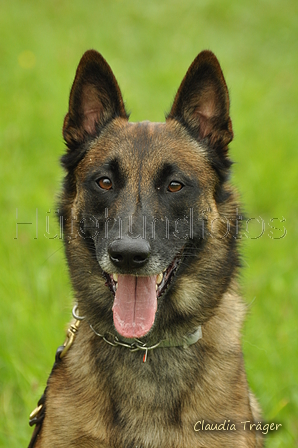 Malinois / Bild 2 von 4 / 28.07.2019 12:28 / DSC_7406.JPG