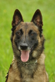 Malinois / Bild 2 von 4 / 28.07.2019 12:28 / DSC_7406.JPG