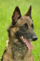 Malinois / Bild 1 von 4 / 28.07.2019 12:28 / DSC_7410.JPG