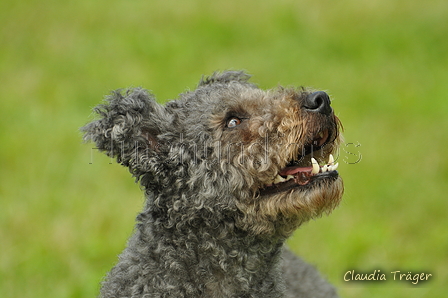 Pumi / Bild 10 von 18 / 23.07.2017 13:09 / DSC_4424.JPG