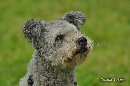 Pumi / Bild 9 von 18 / 23.07.2017 13:09 / DSC_4429.JPG