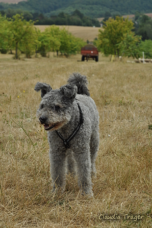 Pumi / Bild 7 von 18 / 29.07.2018 11:51 / DSC_8334.JPG