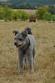 Pumi / Bild 7 von 18 / 29.07.2018 11:51 / DSC_8334.JPG