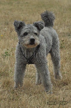 Pumi / Bild 6 von 18 / 29.07.2018 11:52 / DSC_8344.JPG